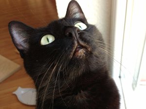 ImageUploadedByTapatalk 21373795754.586982.jpg