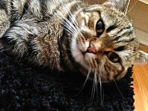 ImageUploadedByTapatalk 21373802636.179145.jpg