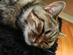 ImageUploadedByTapatalk 21373802676.672674.jpg