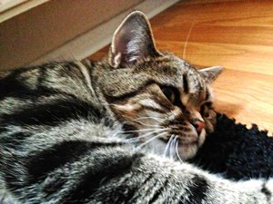 ImageUploadedByTapatalk 21373802710.189989.jpg