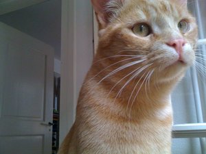 Hompoms erste Biene.jpg