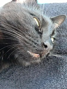 ImageUploadedByTapatalk 21373822192.932960.jpg