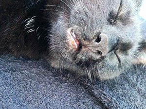 ImageUploadedByTapatalk 21373822210.782937.jpg