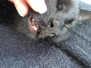 ImageUploadedByTapatalk 21373822232.349114.jpg