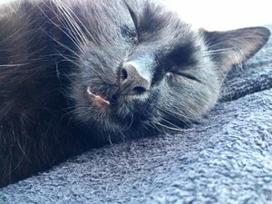 ImageUploadedByTapatalk 21373822250.666674.jpg