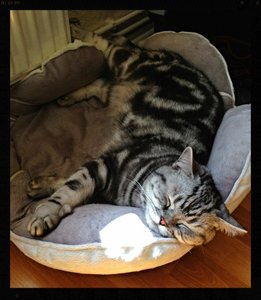 ImageUploadedByTapatalk 21373882053.437857.jpg