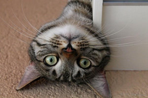 ImageUploadedByTapatalk 21373885703.965887.jpg