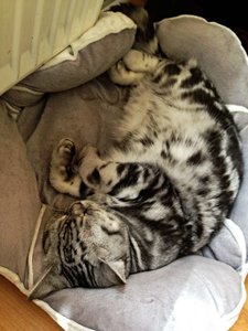 ImageUploadedByTapatalk 21373886250.227199.jpg