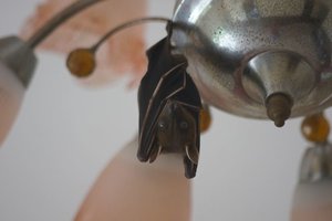 Original Flugmaus.jpg