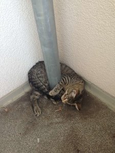 ImageUploadedByTapatalk 21373966146.501681.jpg