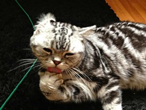 ImageUploadedByTapatalk 21374043080.932913.jpg