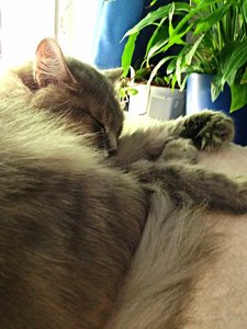 ImageUploadedByTapatalk 21374155170.793070.jpg