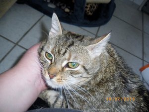 IMGP2528 (1024x768).jpg