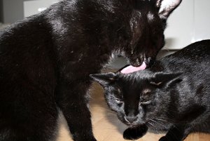 ImageUploadedByTapatalk 21374164507.044913.jpg