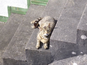 Paulchen sonnt sich.jpg