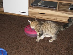 Mookait 003_912x684.jpg