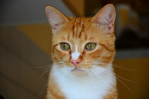 ImageUploadedByTapatalk 21374347197.110479.jpg