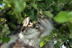 Pimpf im Baumversteck.JPG