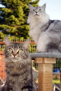 Jamie und Boogie im Auslauf.JPG