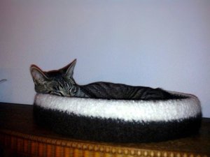 ImageUploadedByTapatalk 21374438003.388659.jpg