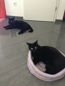 ImageUploadedByTapatalk 21374438406.588539.jpg