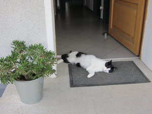 Frido wieder vor der Tür 001.JPG