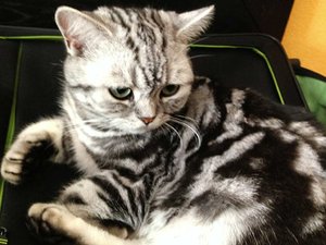 ImageUploadedByTapatalk 21374659495.243159.jpg