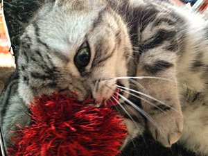 ImageUploadedByTapatalk 21374678556.150838.jpg