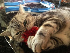 ImageUploadedByTapatalk 21374678598.954591.jpg