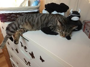 ImageUploadedByTapatalk 21374682715.910200.jpg