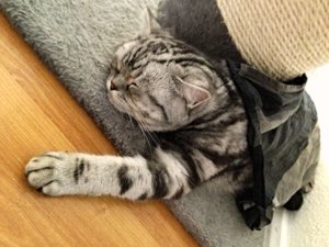 ImageUploadedByTapatalk 21374748551.469845.jpg