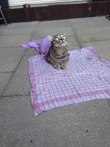 ImageUploadedByTapatalk 21374937076.718736.jpg