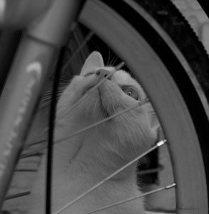 2013-06-02 Fotoshooting Marie und Sylvester 245.jpg