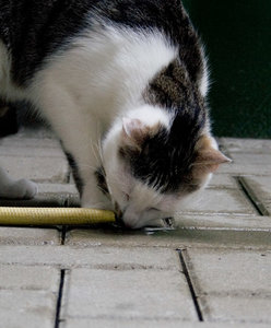 2013-06-02 Fotoshooting Marie und Sylvester 131.jpg