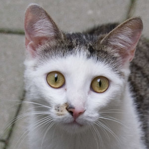 2013-06-02 Fotoshooting Marie und Sylvester 033.jpg