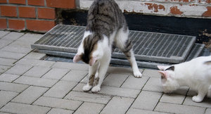 2013-06-02 Fotoshooting Marie und Sylvester 023.jpg