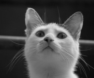 2013-06-02 Fotoshooting Marie und Sylvester 236.jpg