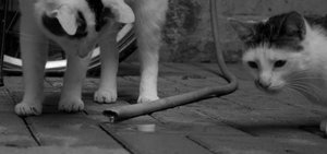 2013-06-02 Fotoshooting Marie und Sylvester 193.jpg