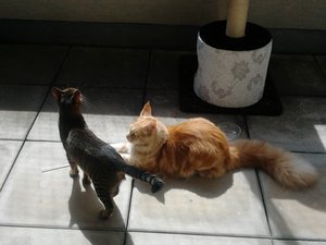 Sammy mit Leeroy.jpg