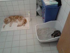 Sammy und Mia im Bad.jpg