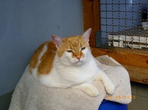 IMGP2603 (1024x759).jpg