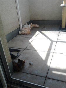 nach 1h ging schon ein entspannteres am Balkon liegen.JPG