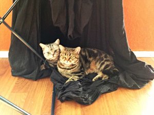 ImageUploadedByTapatalk 21375459916.243376.jpg