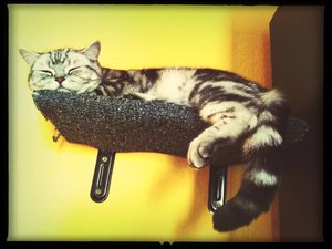 ImageUploadedByTapatalk 21375459940.513441.jpg