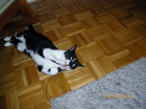 IMGP2626 (1024x768).jpg