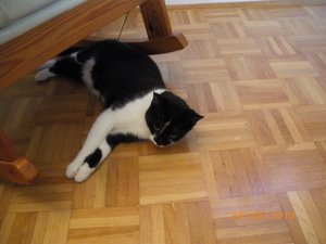 IMGP2631 (1024x768).jpg