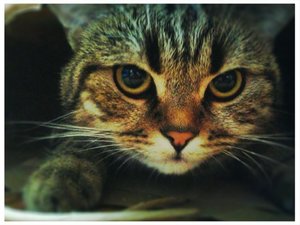 ImageUploadedByTapatalk 21375637852.225206.jpg