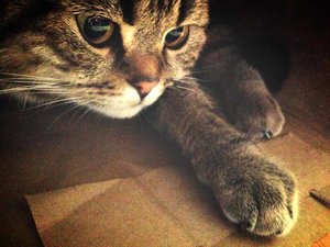 ImageUploadedByTapatalk 21375637919.722219.jpg