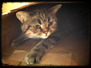 ImageUploadedByTapatalk 21375637992.989026.jpg