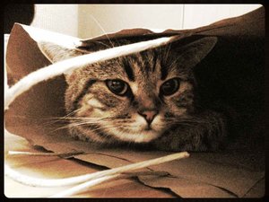 ImageUploadedByTapatalk 21375638078.922184.jpg